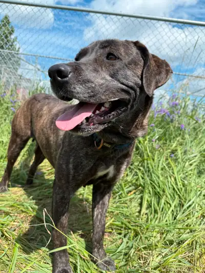 Gemma - female lab cross dog for adoption, View more