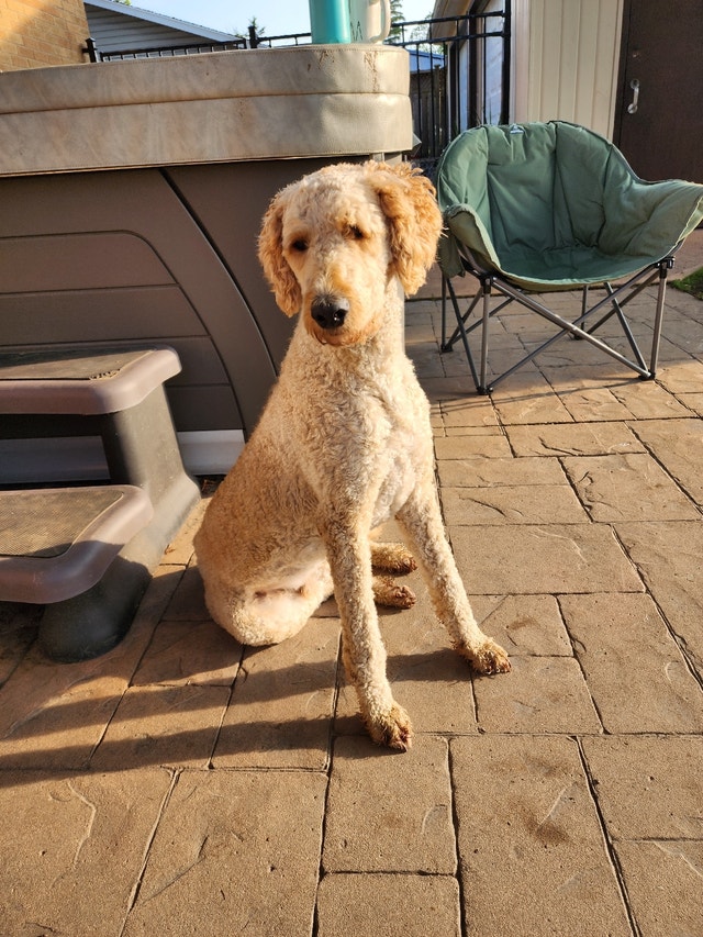 Standard poodle 1.5 yrs old Animal & Pet Services Sarnia Kijiji