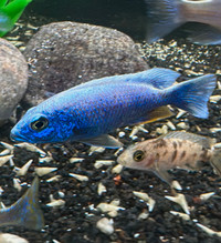 African Cichlids -    IceBerg    Fryieri