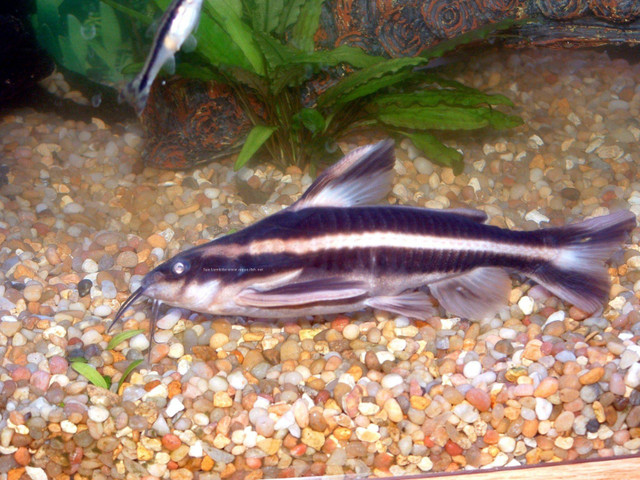 Striped Raphael catfish in Fish for Rehoming in Windsor Region