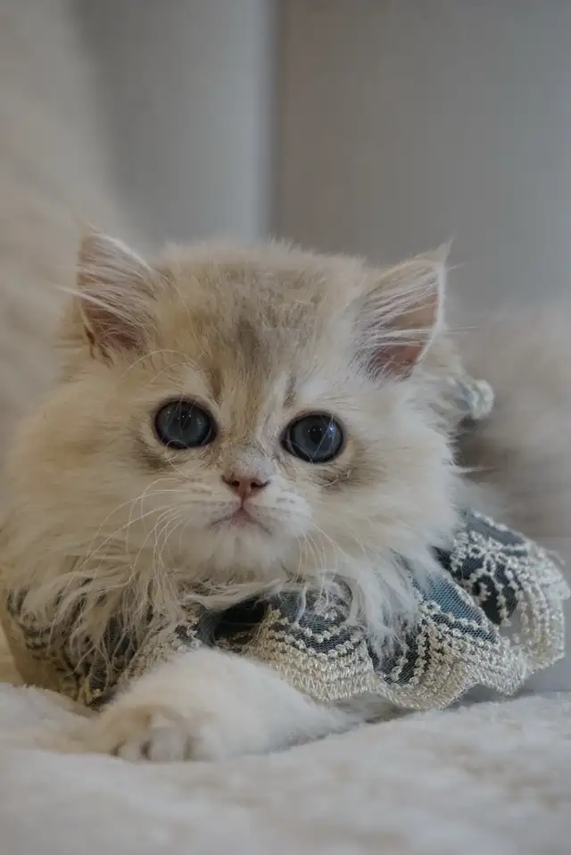 Purebred British Shorthair And Longhair Kittens in Cats & Kittens for Rehoming in City of Montréal - Image 3