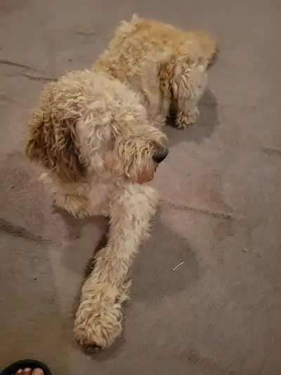 Golden Doodle-Male-$3200, View more