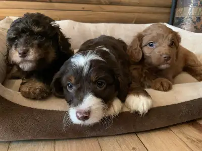 Cavapoos (cavalier x poodle), View more