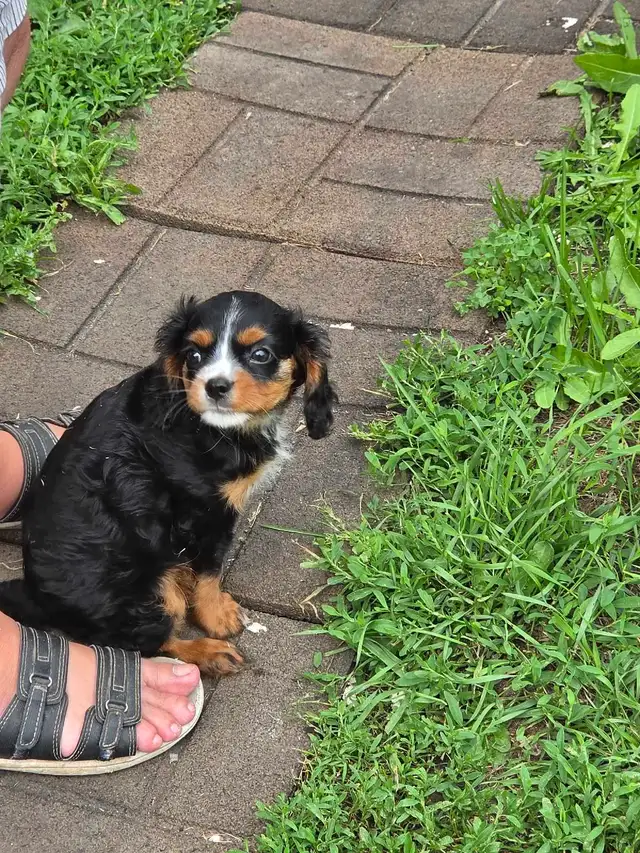 chio king Charles spaniel in Dogs & Puppies for Rehoming in Laurentides - Image 5