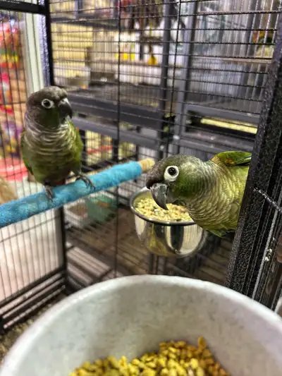 bébés conures perroquet, View more
