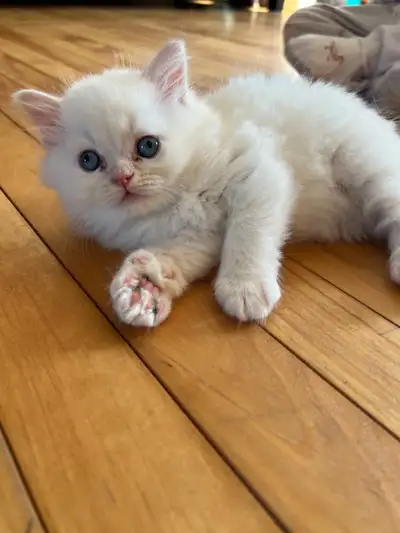 hey there ! i have 3 very sweet little kittens seeking their new forever home ! mama is flame point...
