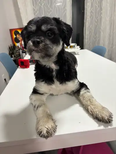 11-Month-Old Shih Tzu, Neutered, Potty Trained, Loving Home Need, View more