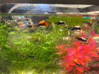 Guppies for Rehoming