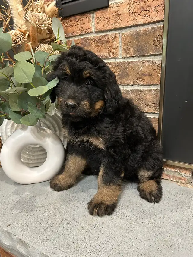 Bernedoodle in Dogs & Puppies for Rehoming in City of Toronto - Image 3