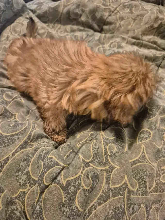 Shihtzu puppies 2 boys one girl in Dogs & Puppies for Rehoming in Owen Sound - Image 6