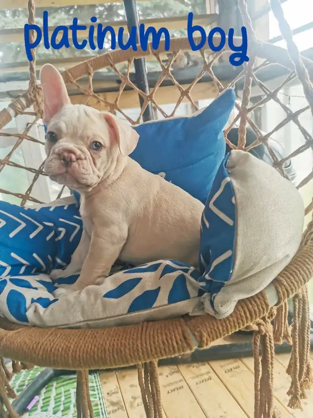 CKC Registered exotic French bulldog puppies available in Dogs & Puppies for Rehoming in City of Toronto - Image 4
