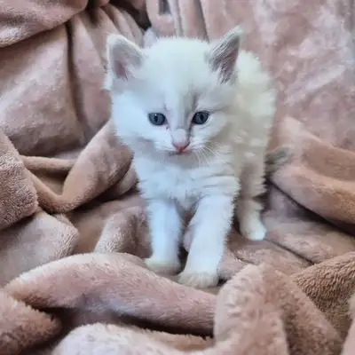 Ragdoll kittens, View more