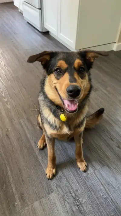 He is a 1.5 year old Australian German Shepard. 20kg He is fixed, microchipped, tattooed and fully v...
