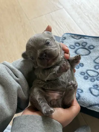CKC reg Fluffy Frenchies, View more