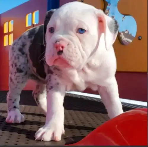 Olde English Bulldog Puppies REGISTERED ✅️ Tail Docked ✅️ Puppy Passport Included ✅️ All Vaccination...