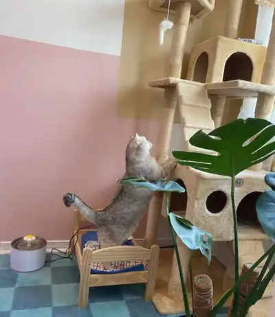 Rehome two cats, View more