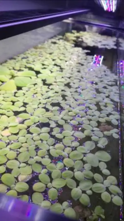 Water Lettuce Floating Aquarium Plant, View more