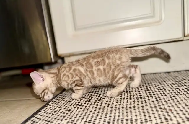 Gorgeous Snow Lynx Bengal Kittens Available in Cats & Kittens for Rehoming in City of Toronto - Image 8