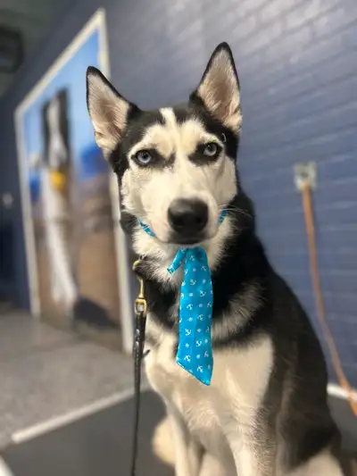 Information about Mavi: Almost 4 years old. Microchipped, sterilized, and vaccinated Incredibly smar...