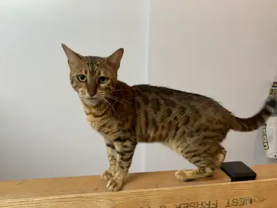 femelle bengal pure non stériliser , View more