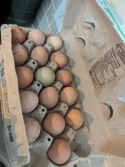 Fresh chicken eggs, View more