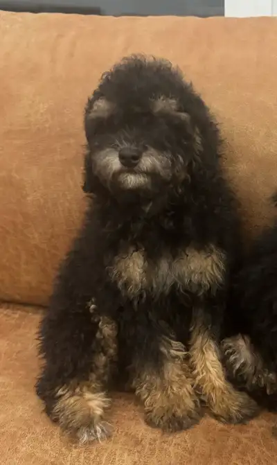 Purebred Miniature Poodle Puppies, View more