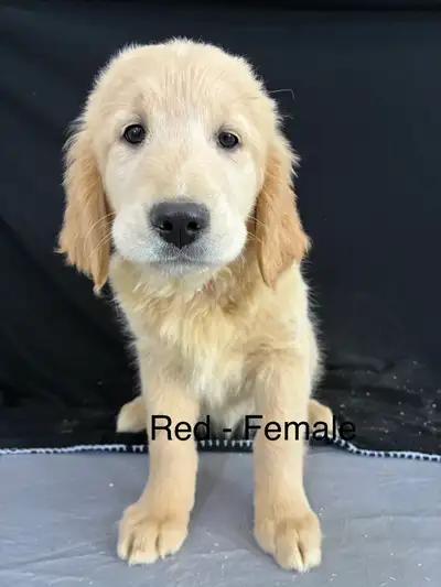 PUREBRED GOLDEN RETRIEVER PUPPIES, View more