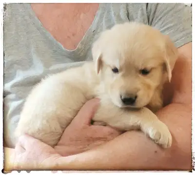 Come meet our little ones and their parents. We are happy to hold your new family member with a depo...
