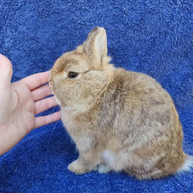 EXTRAORDINARY NETHERLAND DWARF BABY BUNNY RABBITS in Small Animals for Rehoming in London - Image 5