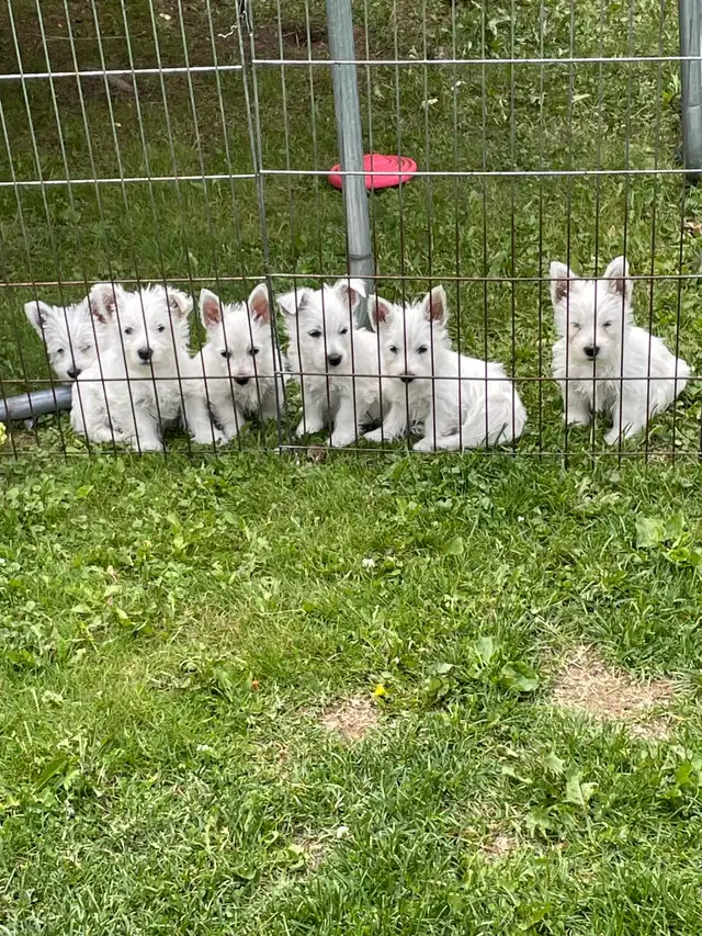 CKC registered West Highland White Terrier Male pups in Dogs & Puppies for Rehoming in Edmonton - Image 6