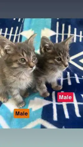 siamease and blue Russian kittens, View more