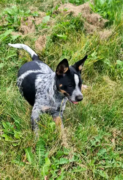 Australian Cattle Dog Puppies (Blue & Red Heeler), View more