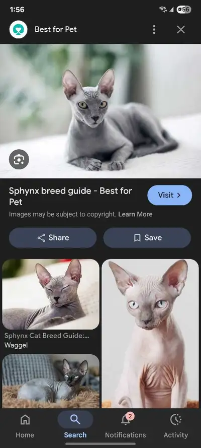looking for sphynx, View more