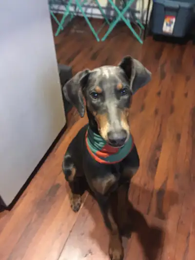 Doberman puppy, View more