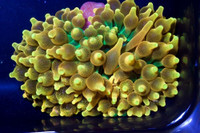 Rare Anemones and coral Frags- new arrival 