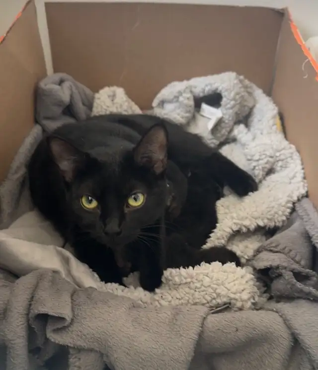 Shorthair Domestic Cats in Cats & Kittens for Rehoming in Oakville / Halton Region - Image 6