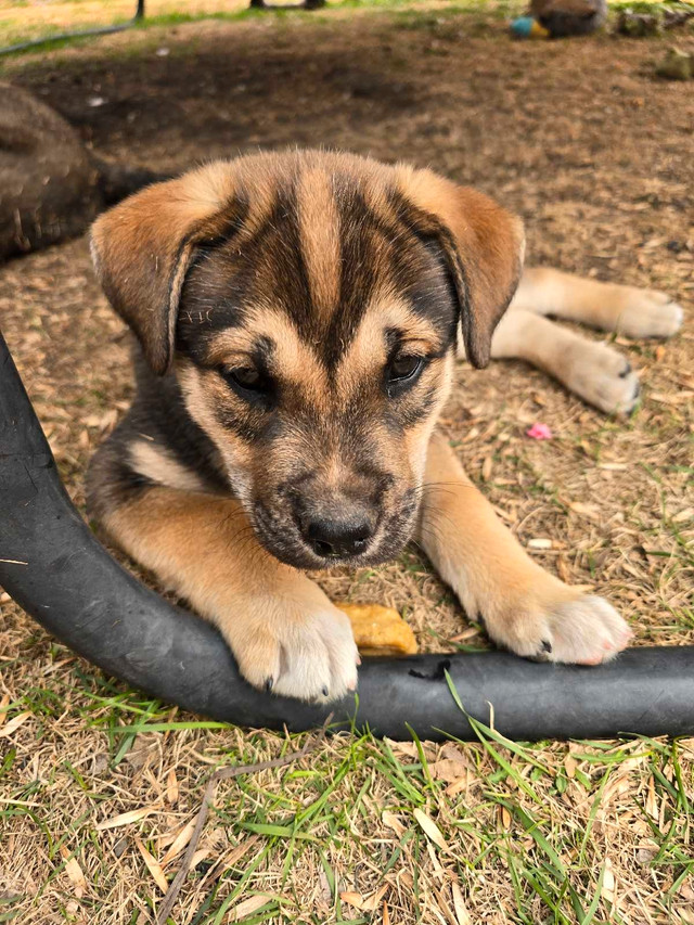 Husky/Mastiff Puppies  in Dogs & Puppies for Rehoming in Edmonton