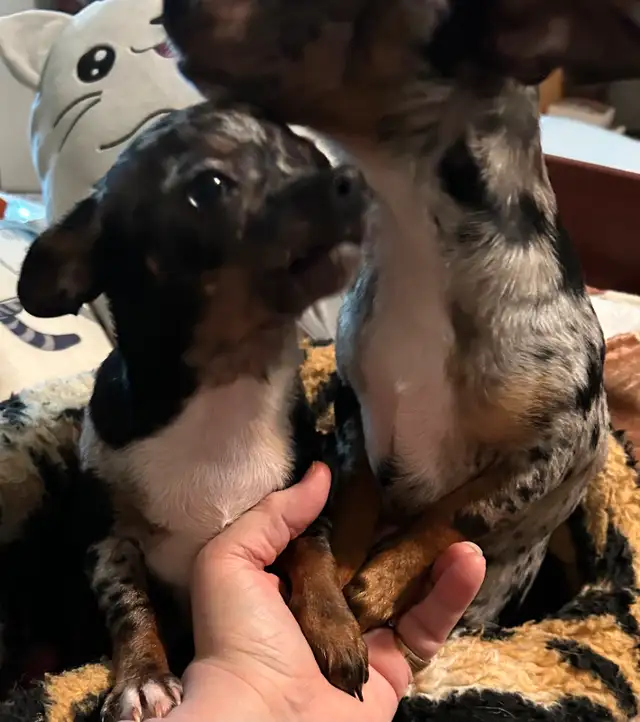 Chihuahua Merle (female) in Dogs & Puppies for Rehoming in Owen Sound - Image 3