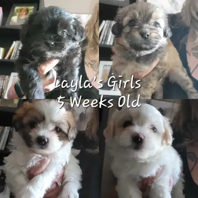 Top Quality Shih Tzu Puppies Available!--NEW PICTURES LAYLA PUPS, View more