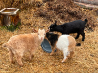 Miniature Nigerian goats - only one left!
