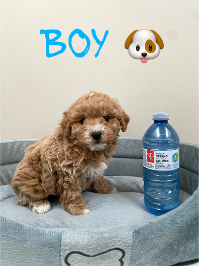 *** Adorable *** Bichon-Poo Puppies, View more