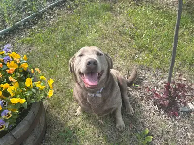 Beautiful 3 Year Old Purebred  Silver Female Labs, View more