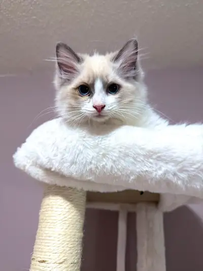 Adorable Ragdoll  kittens, View more