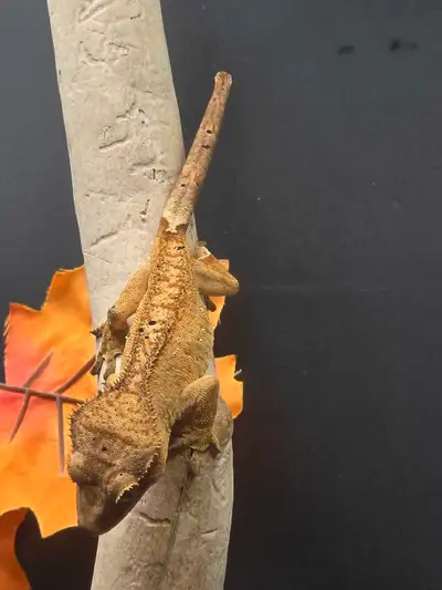Juvenile Crested Gecko , View more