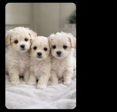Adorable Puppies❤️”mini poodle “❤️, View more