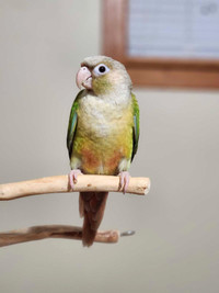 Cinnamon Conure Baby + New Cage and Care package
