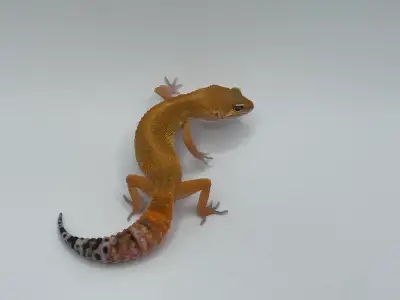 tangerine tornado blood emerine leopard gecko, View more