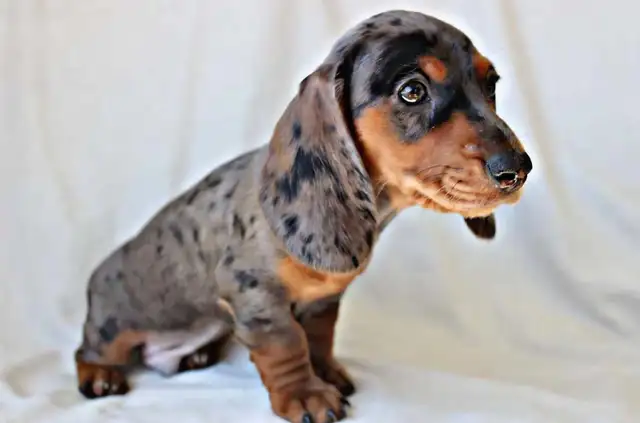 Miniature Dachshund puppy male in Dogs & Puppies for Rehoming in Calgary - Image 7