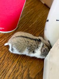 Dwarf hamster