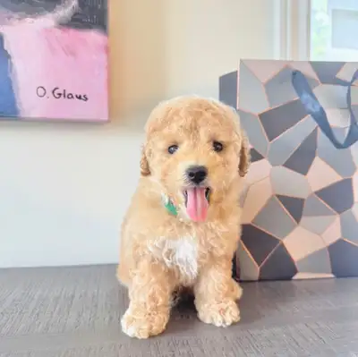 Bichon Frise With Toy Poodle Looking For Their Forever Home, View more